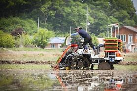 SK Telecom commercializes IoT network-based autonomous rice transplanter for first time