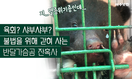 육회? 샤부샤부? 불법을 위해 갇혀 사는 반달가슴곰 잔혹사 [카드뉴스]