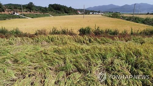 [농식품부-아주경제 공동기획]태풍 한번에 무너지는 농심…농업재해보험 대폭 강화