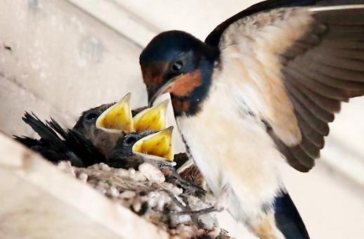 [슬라이드 화보] 제비의 애뜻한 모정