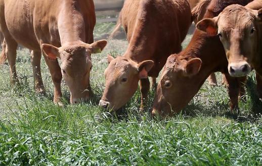 [슬라이드 화보] 봄 나들이 나온 대관령 한우