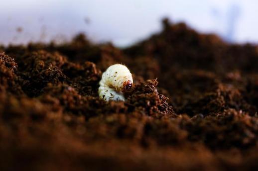 [미래의 농어촌]곤충산업 식용만? 음식물 쓰레기 분해하는 동애등에