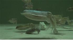 State research institute develops aquaculture technology for cuttlefish 