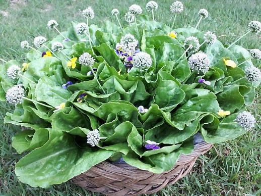 [광화문갤러리] 식용 꽃꽃이 만들기 