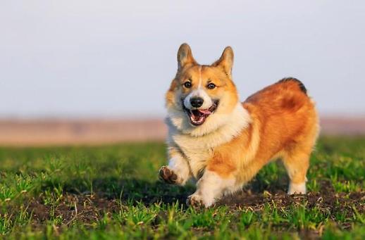 펫코노미 시대, 스타트업도 반려동물이 뜬다