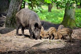S. Korean quarantine authorities on alert to preclude pig virus from crossing inter-Korean border