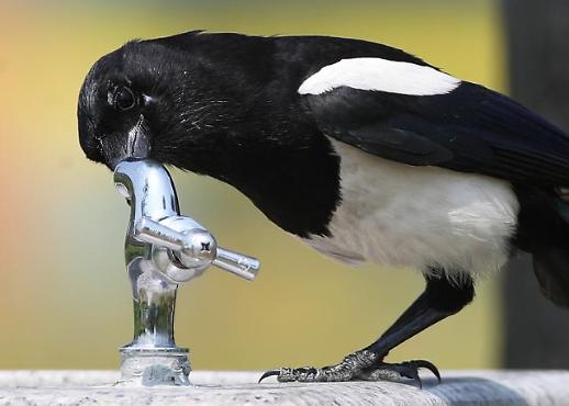 [슬라이드 화보] 수도꼭지에 머리 처박은 까치