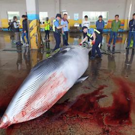 [FOCUS] Whale meat consumption draws attention after Japans resumed commercial whaling