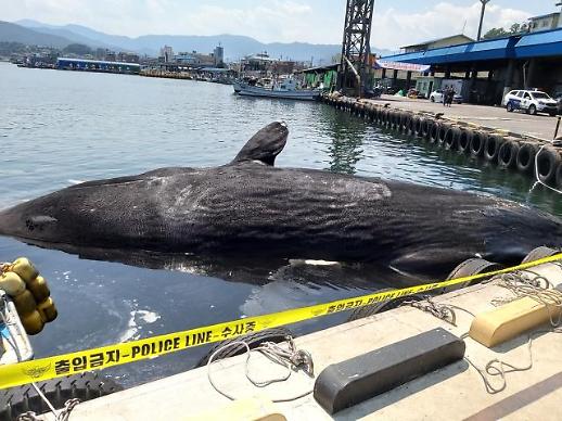 [슬라이드 화보] 거진 앞바다에 떠오른 대형 향고래 사체