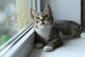 ​Studio apartment cat blamed for causing fire by sitting on induction range