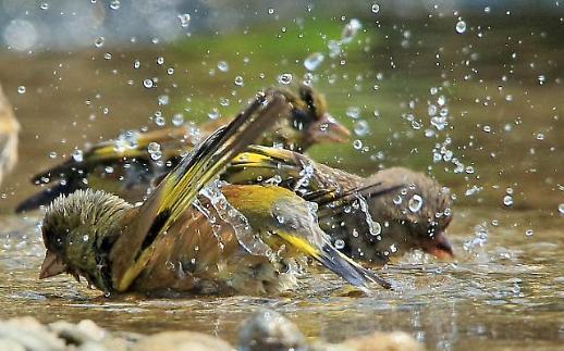[슬라이드 화보] 피서 즐기는 방울새 가족