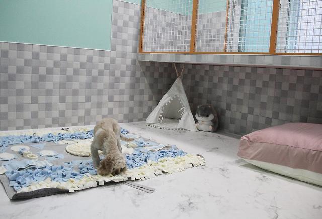 Pet-friendly accommodation business enjoys boom in S. Korea