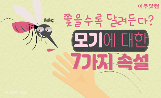 쫓을수록 날아든다고? 여름 불청객 모기 속설 7가지