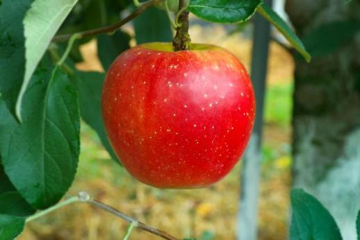 ​(미래의 농어촌)이른 추석에 안성맞춤…국산 사과 아리수 출사표