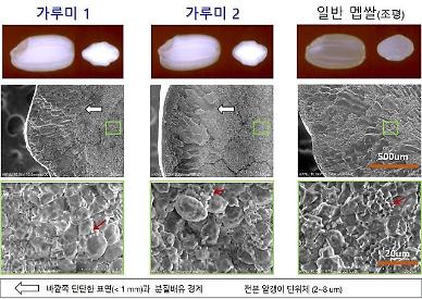 ​[미래의 농어촌] 세계 첫 쌀가루용 소재 분질배유 유전자 확보