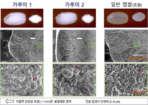 ​[미래의 농어촌] 세계 첫 쌀가루용 소재 분질배유 유전자 확보