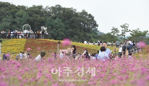 양주 천만송이 천일홍 꽃 잔치, 반박불가 아름다운 분홍물결‘유혹’