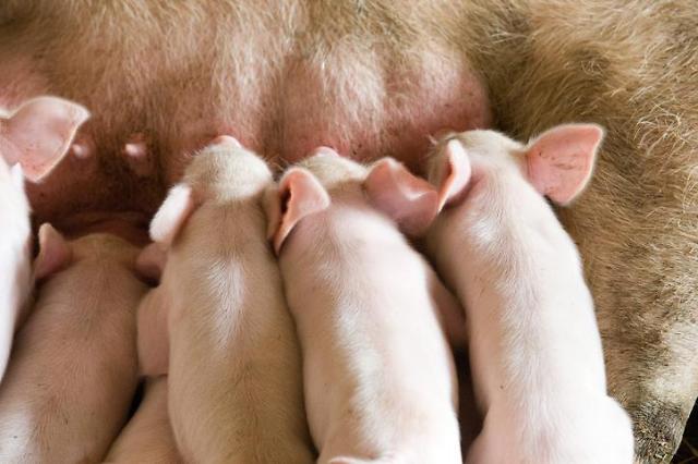 전세계 돼지고기 파동 조짐...미·중 무역갈등 잠재운 돼지열병?