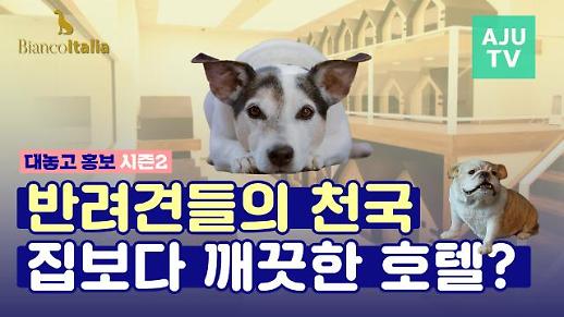 [영상/대놓고홍보] 집보다 깨끗한 애견호텔이 있다? ‘반려견들의 천국’ 비안코이탈리아