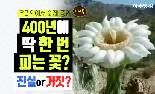 진실 혹은 거짓 400년에 한 번 피는 꽃 마하메루(Mahameru) 진짜? 팩트체크 [기사톡]