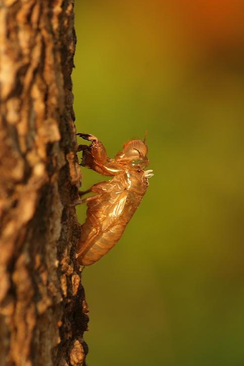 Oriental medicine researchers study efficacy of cicada shells in Parkinsons disease