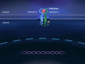 Bio start-up MedPacto aims to export anti-cancer drug technology in 2021 