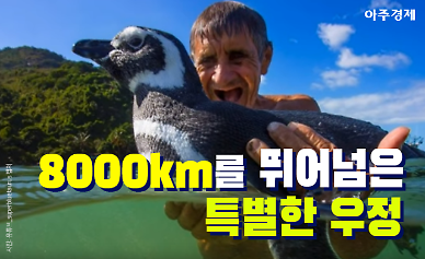 펭수만큼 사랑스럽다 8000㎞ 뛰어넘은 펭귄의 특별한 우정 [카드뉴스]