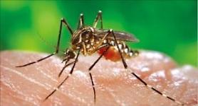 Sau Covid19, Hàn Quốc cảnh báo Virus Zika…3 người bị nhiễm cùng một lúc