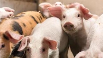 中, 코로나19·돼지열병 여파에 일주일새 돼지고기 4만톤 방출