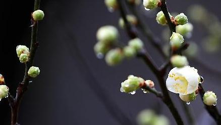 Mùa xuân đang đến trên đất nước Hàn quốc