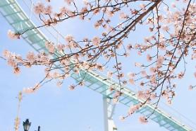 Hủy bỏ lễ hội "Hoa anh đào hồ Seokchon" do lo ngại lây lan Covid19