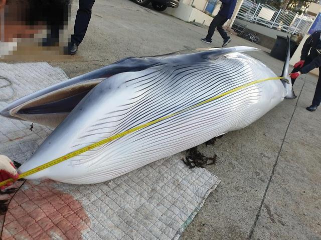 渔民出海中乐透 一只鲸鱼售出13万