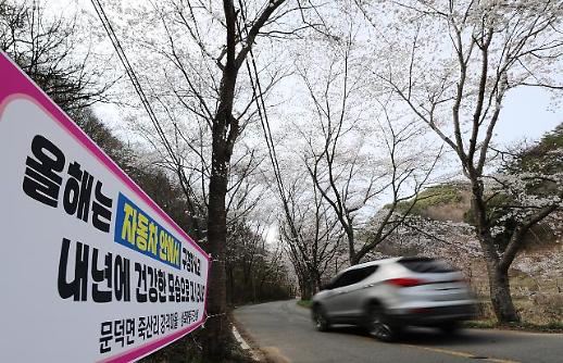 [코로나19] 올해 봄엔 벚꽃 못봐요?···전국 벚꽃축제 취소 잇따라 드라이브 스루 꽃놀이도 인기