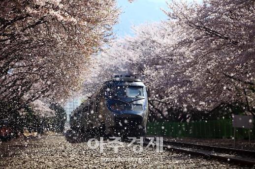 [기수정의 랜선여행] 내년에도 꽃은 핀다…사진으로 달래보는 진해 벚꽃