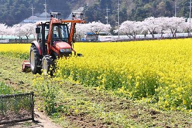 [PHOTO NEWS] A famous rape flower garden plowed up to turn away urban visitors