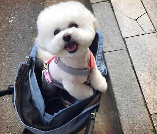 식용 꽃 이용·반려견 우울증 예방 이렇게 해 보세요