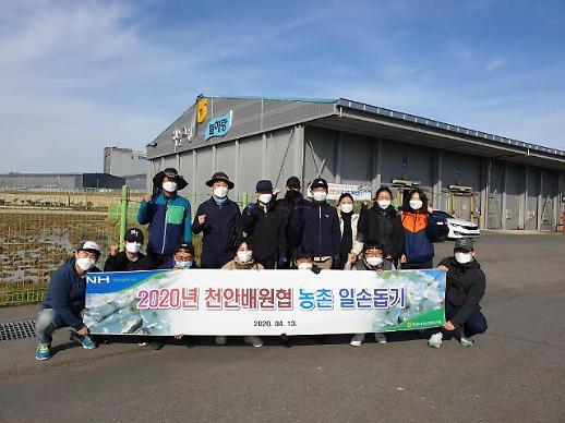 [농어촌] 코로나19로 인력부족, NH농협무역 천안 배 농가 일손돕기