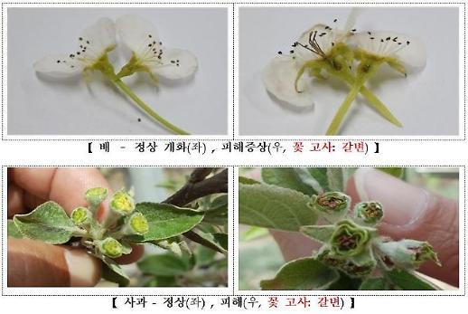 [농어촌] 이상저온에 농작물 7300㏊ 피해…농식품부 긴급 일손돕기