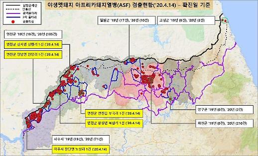 [돼지열병 ASF 공포] 야생멧돼지 ASF 확진 6개월 만에 535건