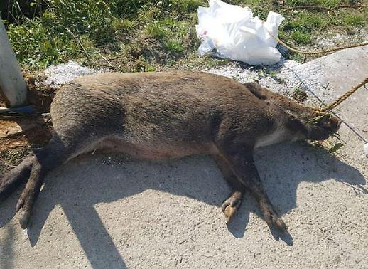 [돼지열병 ASF 공포] ASF 왜 야생멧돼지에서? 북한 유입 가능성 커