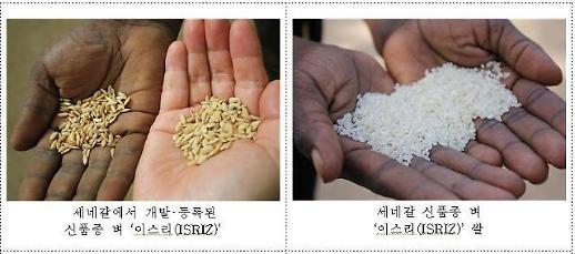 [농어촌] 통일벼 활용 신품종 개발 아프리카 식량문제 해결