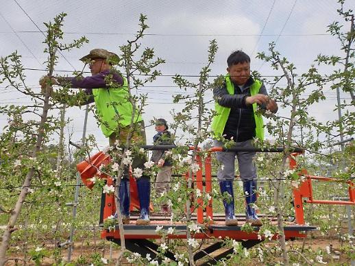 [농어촌] 코로나19에 농협, 농번기 사과농가 일손 돕기 나서