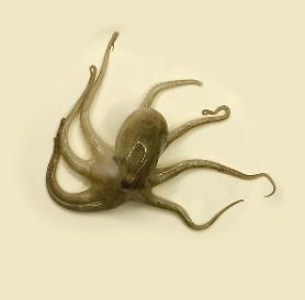 Researchers use octopus neuromodulator to treat cognitive disorders or depression