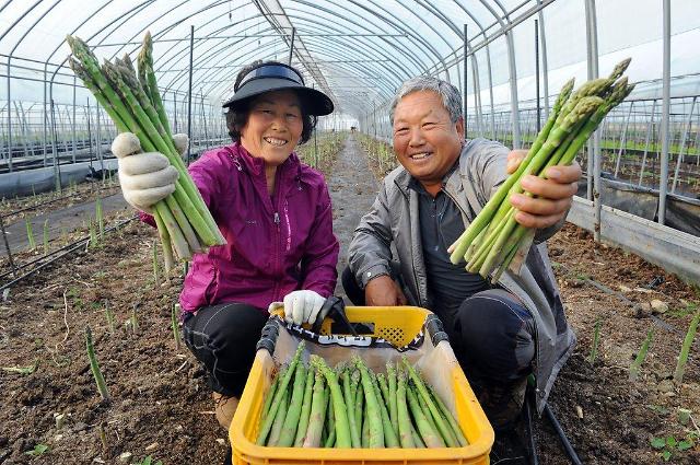 Marketing promotion to stimulate asparagus consumption sparks online competition