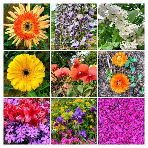 [광화문갤러리] 얼마남지 않은 연휴, 집콕 꽃구경하세요