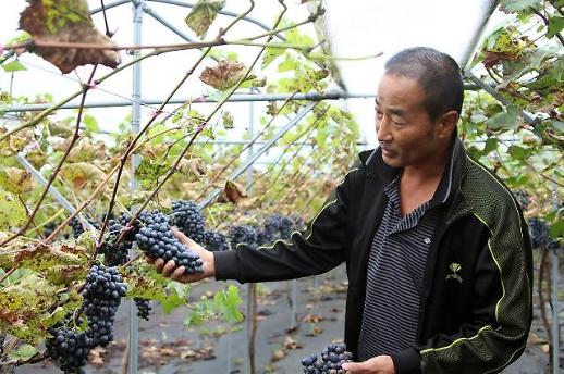 [농어촌] 불휘농장·수도산와이너리·지리산운봉주조·화양 4곳 올해 찾아가는 양조장