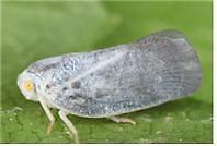 [5월 해충의 역습]② 먹노린재 벼 해충에 뽕나무 외래해충까지, 친환경 방제로 잡는다