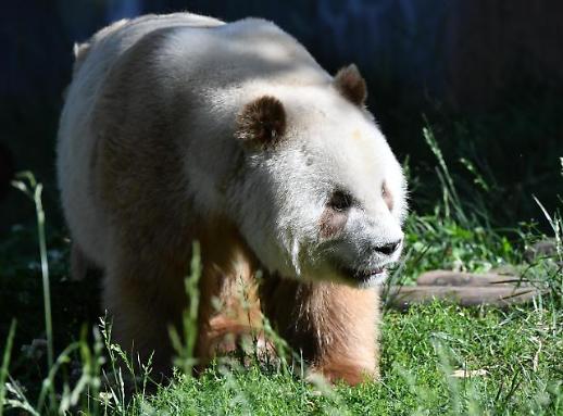 [광화문갤러리] 중국의 국보 판다 낙원은 어떤 모습일까?