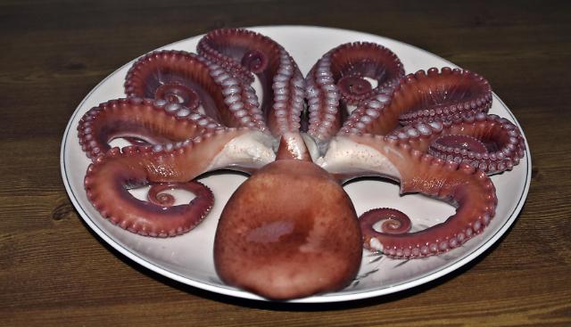 Researchers claim to have unraveled first clue of giant octopus farming techniques
