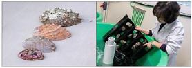 Researchers find new selective-breeding method for heat-tolerant abalone without genetic modification